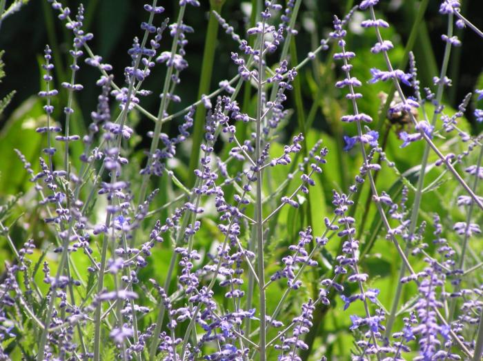 Plant photo of: Perovskia X atriplicifolia