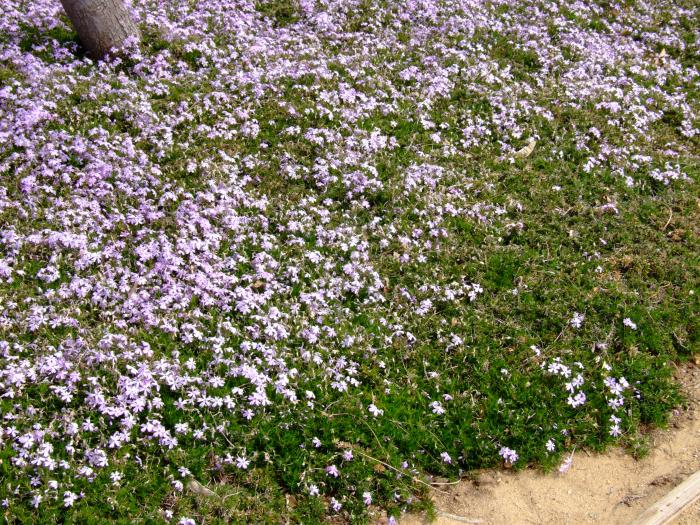 Plant photo of: Phlox subulata