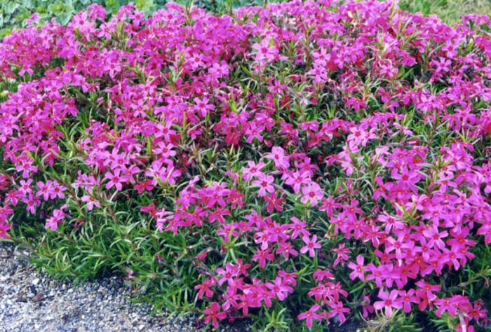 Plant photo of: Phlox subulata