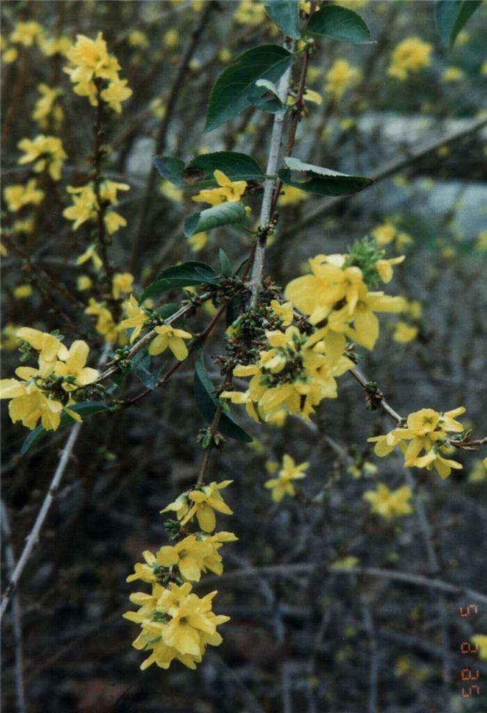 Plant photo of: Forsythia X intermedia