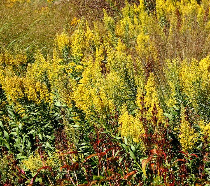 Plant photo of: Solidago speciosa