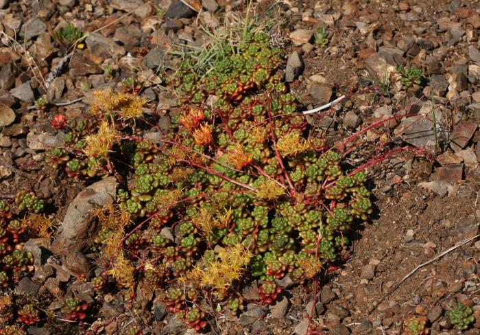 Plant photo of: Sedum oreganum