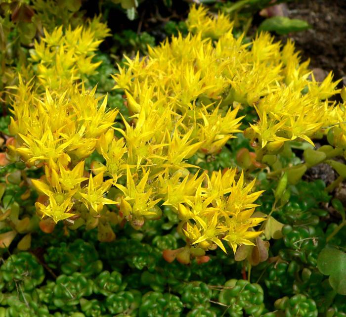 Plant photo of: Sedum oreganum