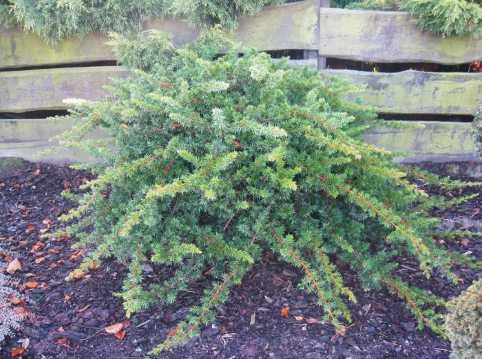 Plant photo of: Juniperus conferta 'Blue Pacific'