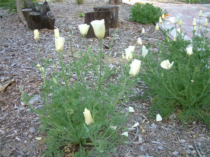 Plant photo of: Eschscholzia californica 'White'