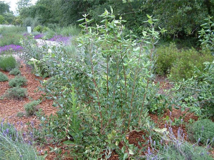 Plant photo of: Garrya elliptica