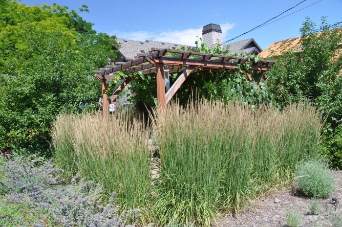 Plant photo of: Calamagrostis X acu. 'Karl Foerster'