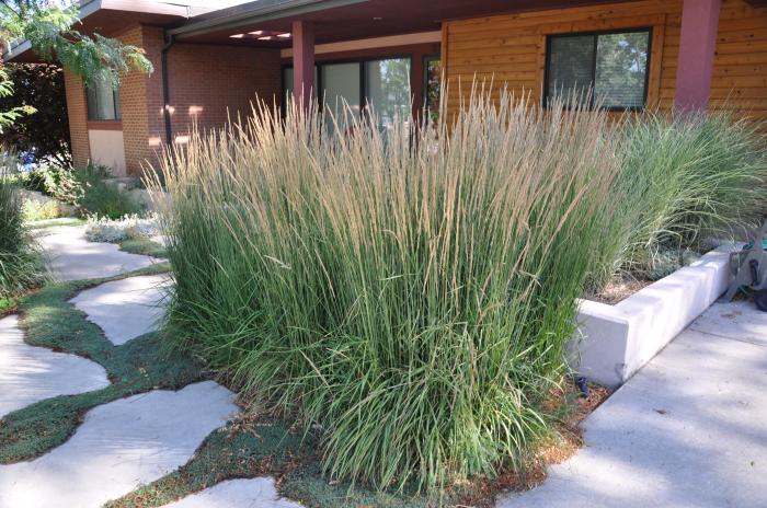 Plant photo of: Calamagrostis X acu. 'Karl Foerster'