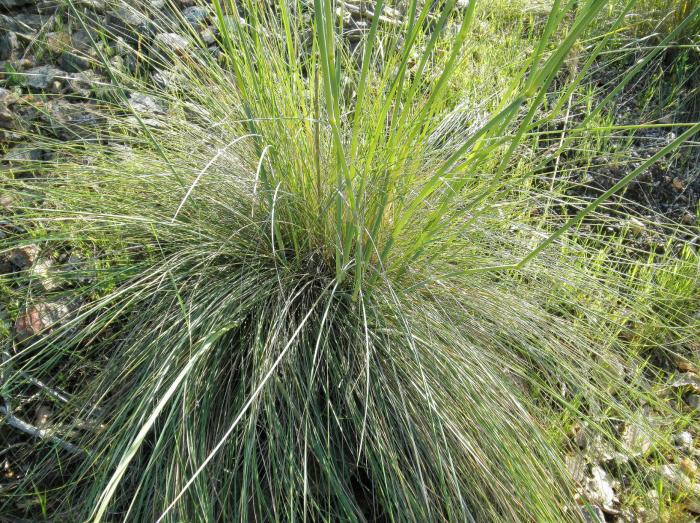 Plant photo of: Stipa gigantea