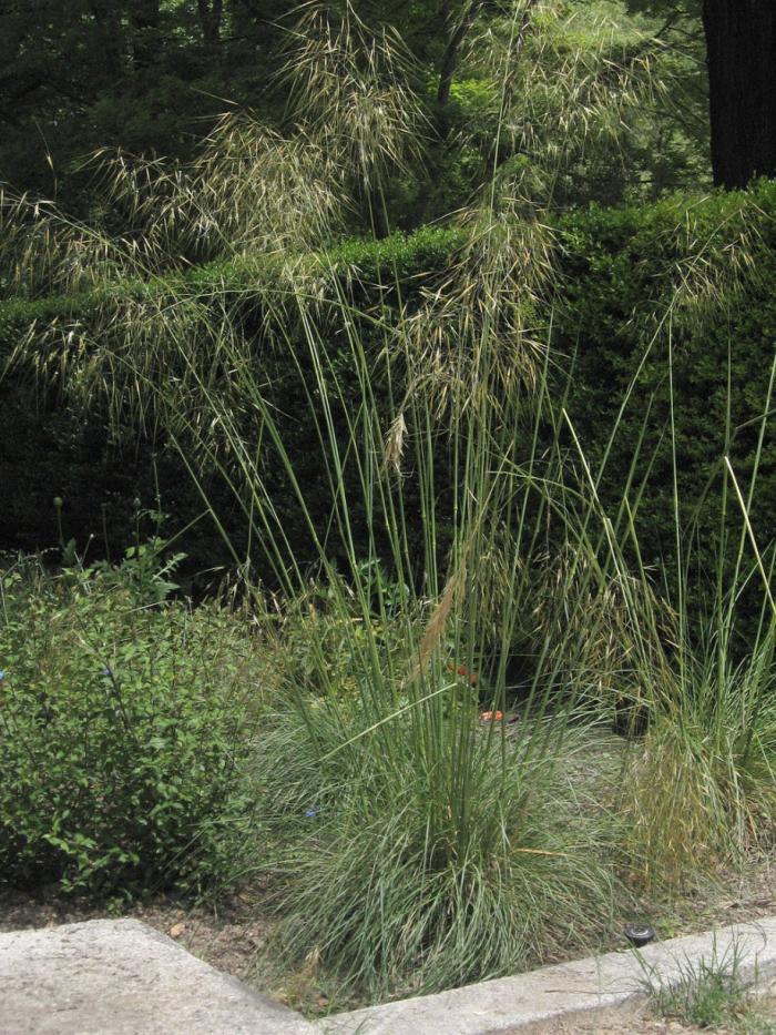 Plant photo of: Stipa gigantea