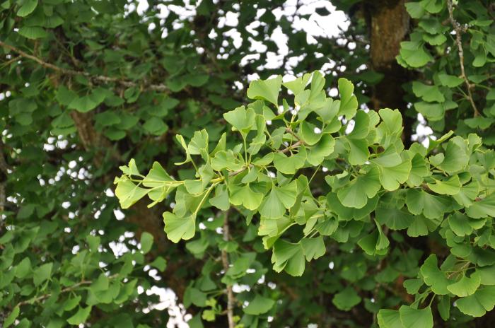 Plant photo of: Ginkgo biloba