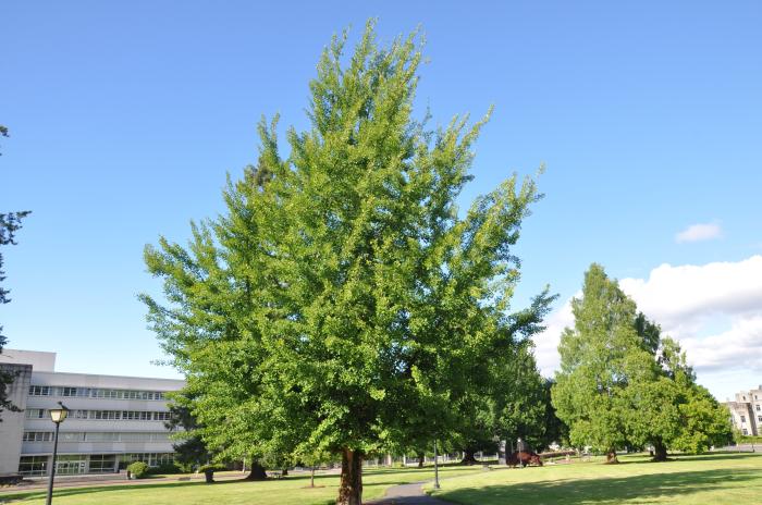 Plant photo of: Ginkgo biloba