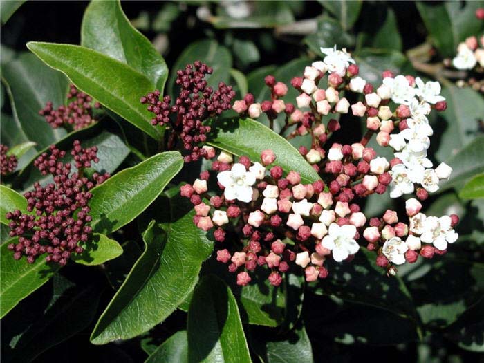 Plant photo of: Viburnum tinus 'Spring Bouquet'