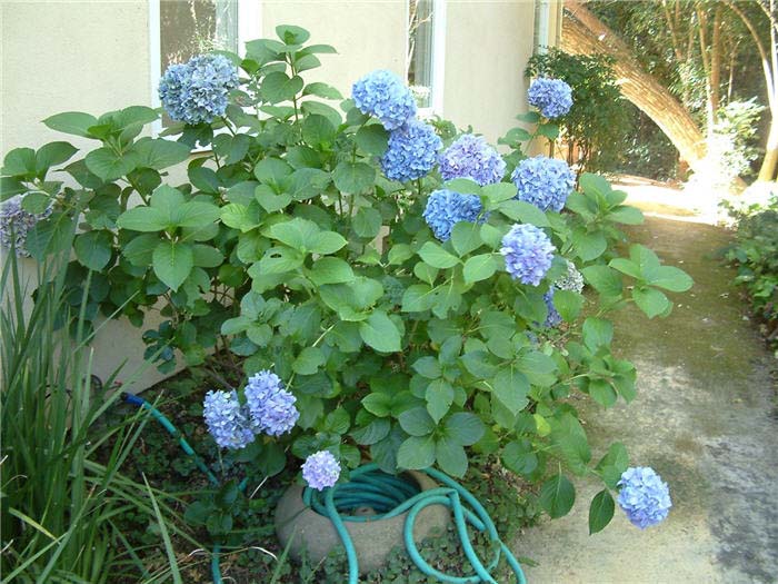 Plant photo of: Hydrangea macrophylla