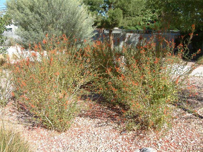 Plant photo of: Epilobium canum