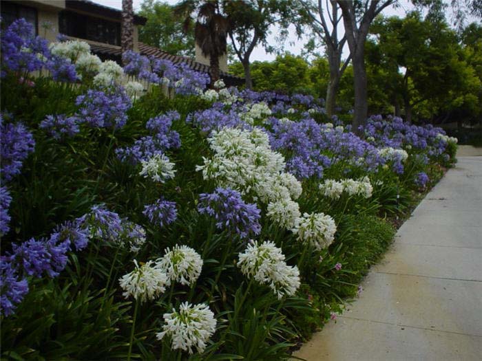 Plant photo of: Agapanthus praecox ssp.orientalis