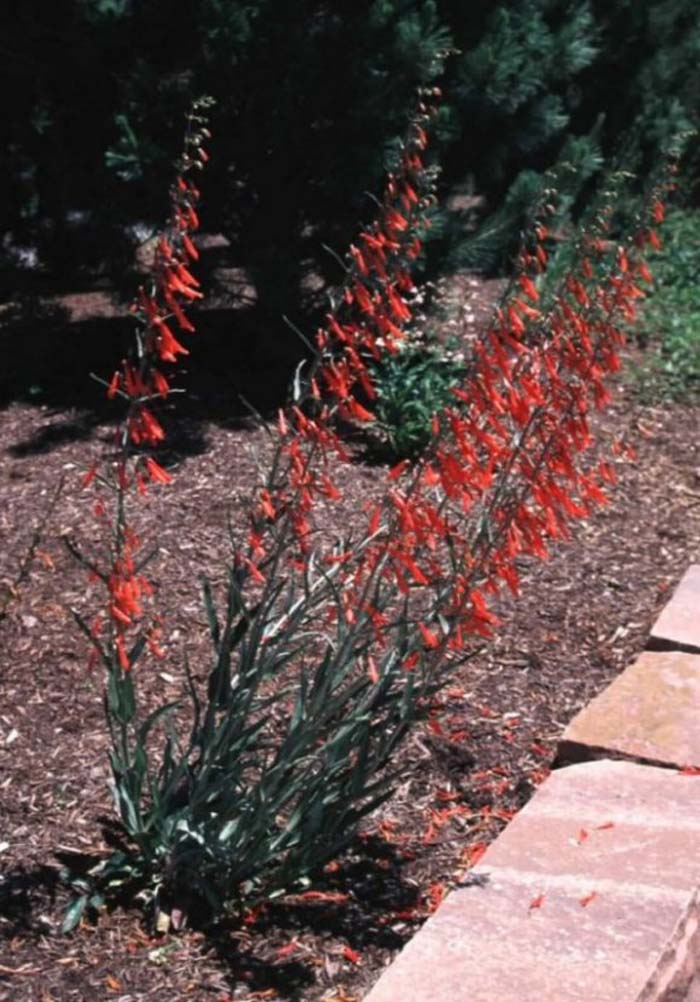 Plant photo of: Penstemon barbatus