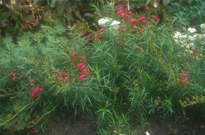 Plant photo of: Penstemon barbatus