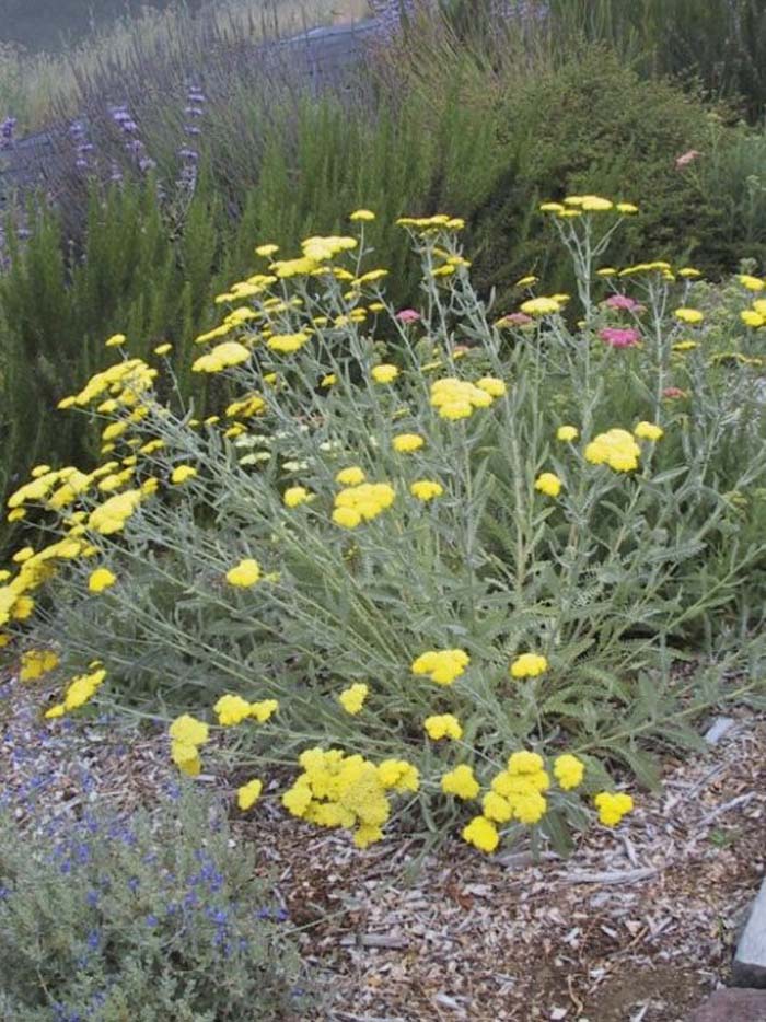 Plant photo of: Achillea 'Moonshine'