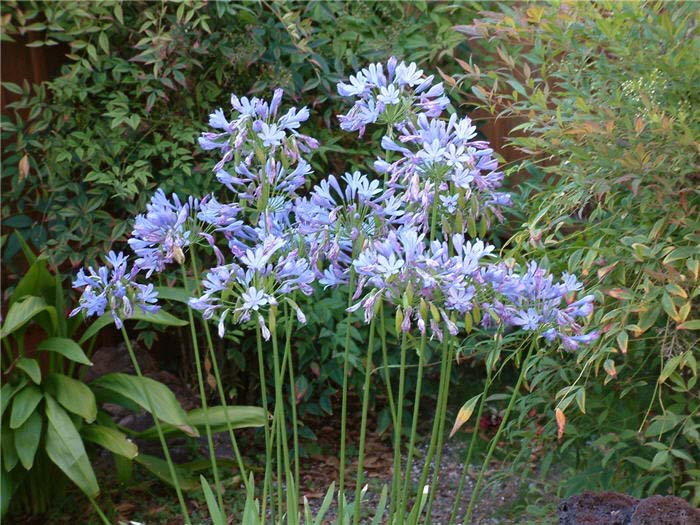 Plant photo of: Agapanthus 'Peter Pan'