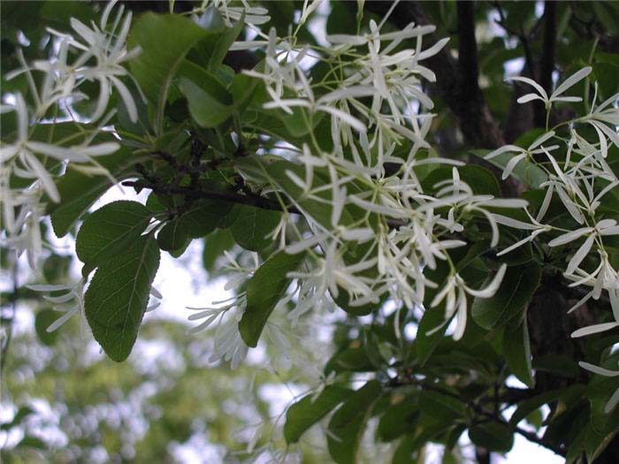 Plant photo of: Chionanthus retusus