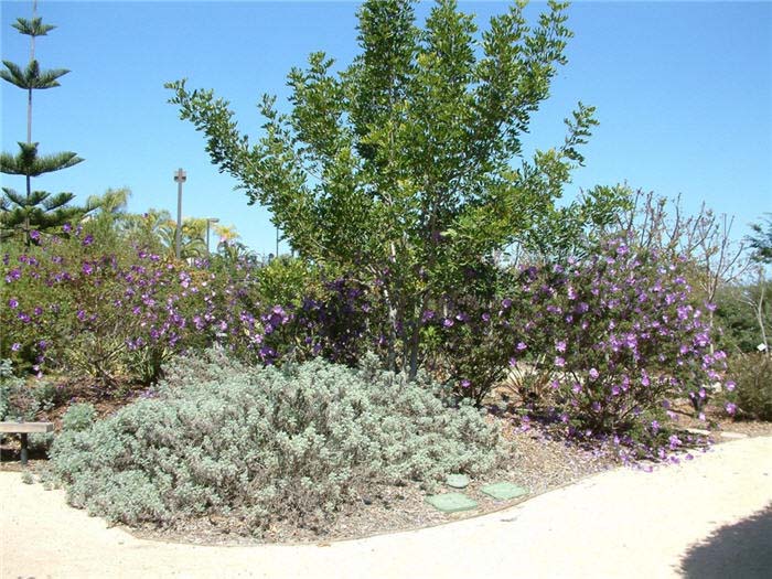 Plant photo of: Artemisia arborescens