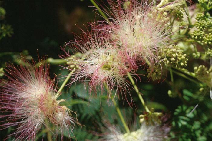 Plant photo of: Albizia julibrissin