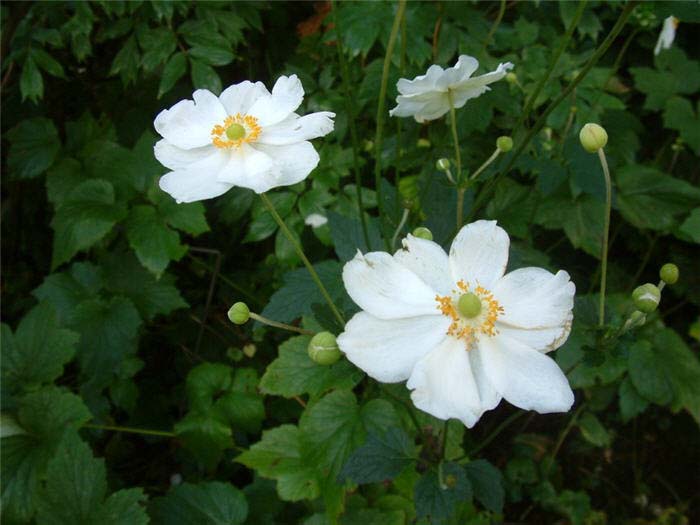 Plant photo of: Anemone X hybrida 'Alba'