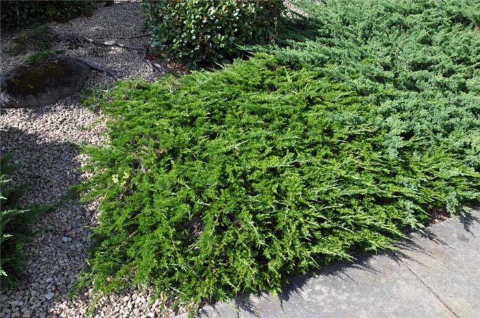 Plant photo of: Juniperus sabina 'Tamariscifolia'