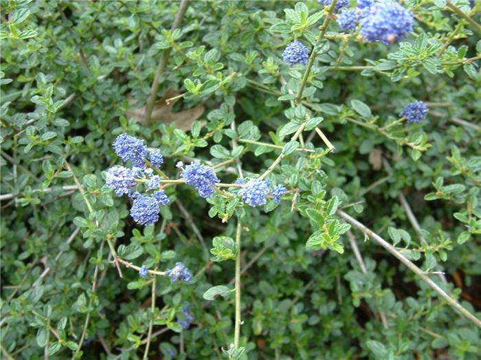 Plant photo of: Ceanothus 'Centennial'