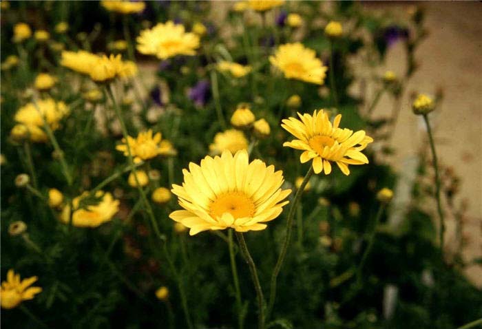 Plant photo of: Anthemis tinctoria