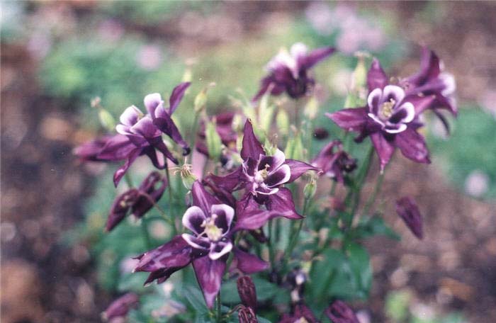 Plant photo of: Aquilegia hybrids