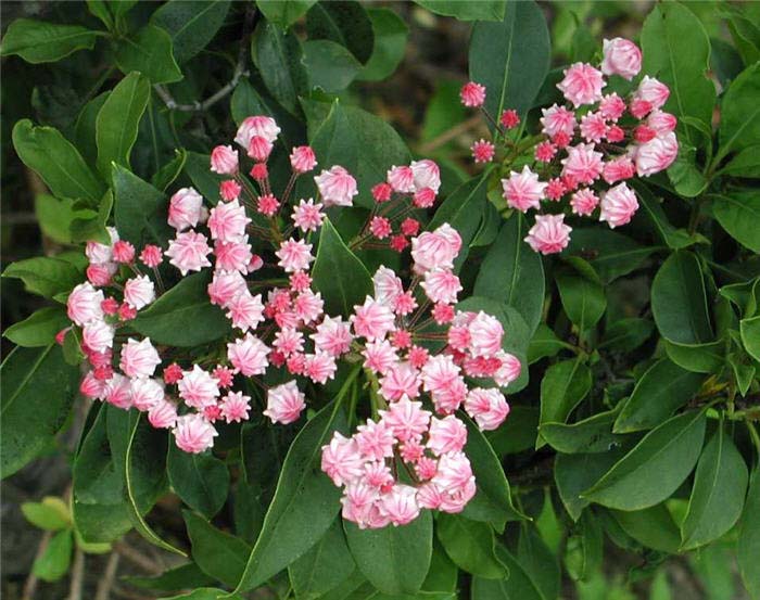 Plant photo of: Kalmia latifolia