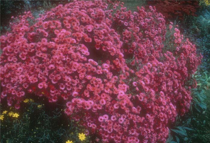 Plant photo of: Aster novi-belgii 'Alma Potschke'