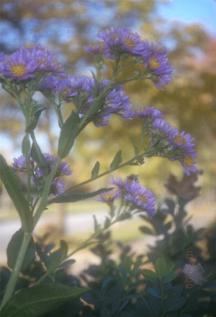 Plant photo of: Aster tataricus