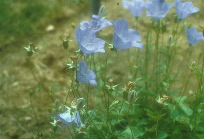 Plant photo of: Campanula carpatica