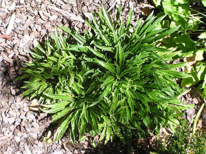 Plant photo of: Campanula persicifolia