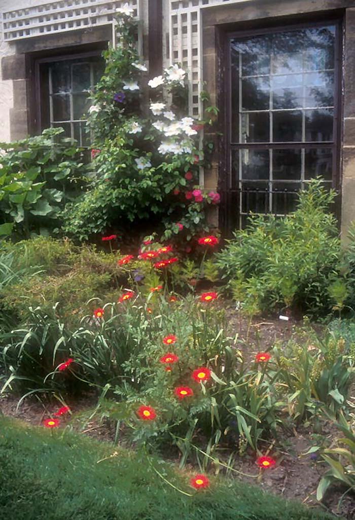 Plant photo of: Chrysanthemum coccineum