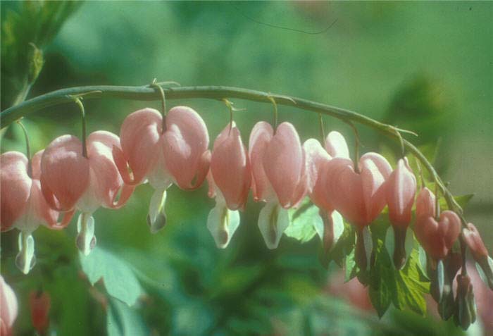 Plant photo of: Dicentra spectabilis