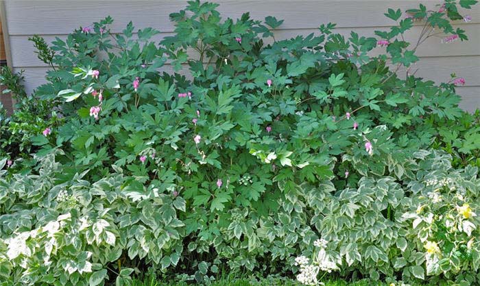 Plant photo of: Dicentra spectabilis