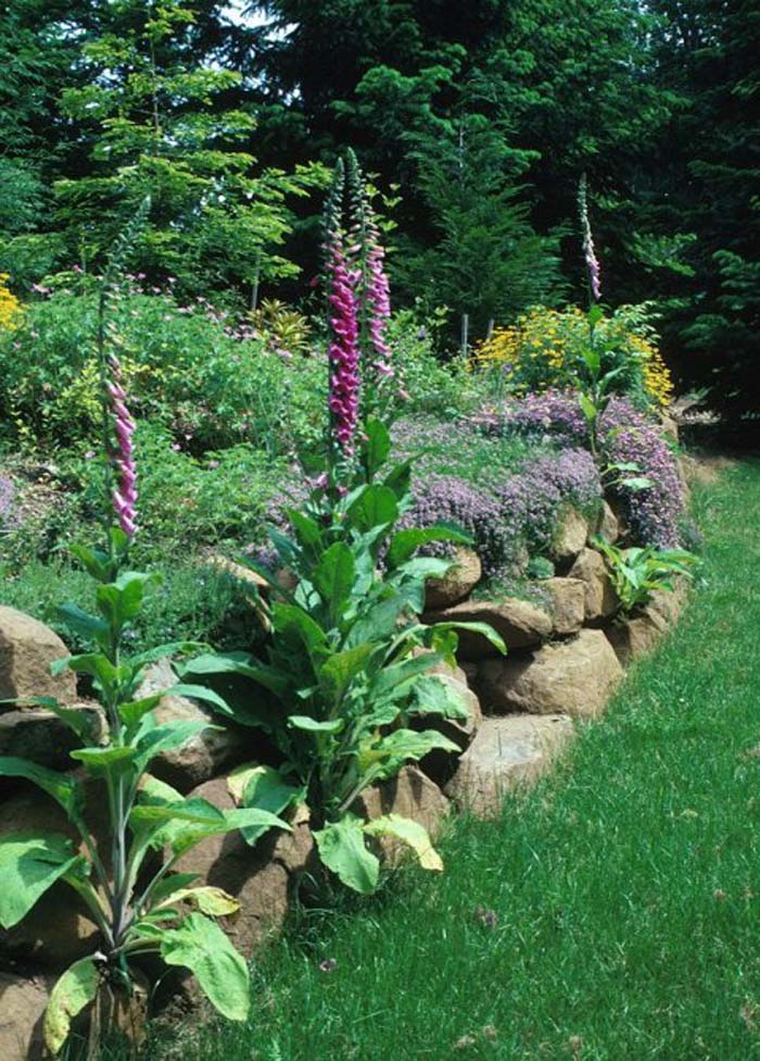 Plant photo of: Digitalis grandiflora