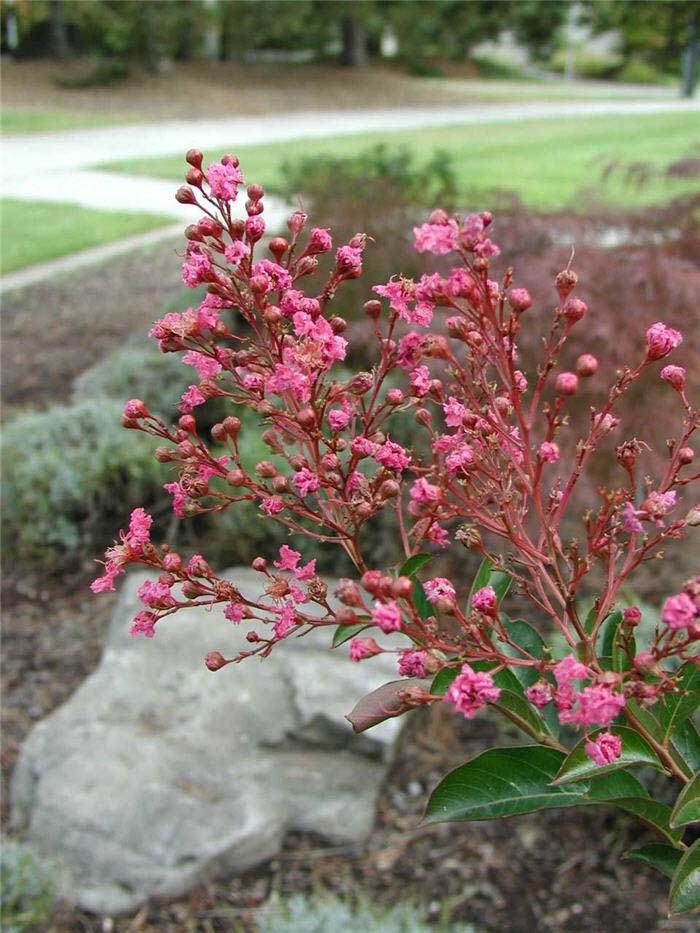 Plant photo of: Lagerstroemia indica