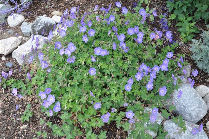 Plant photo of: Geranium 'Johnson's Blue'