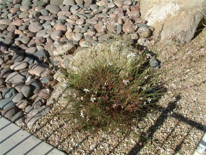 Plant photo of: Gaura lindheimeri