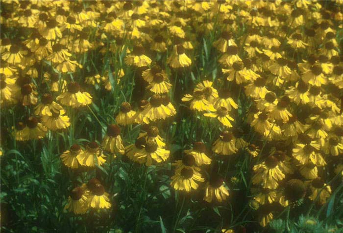 Plant photo of: Helenium autumnale