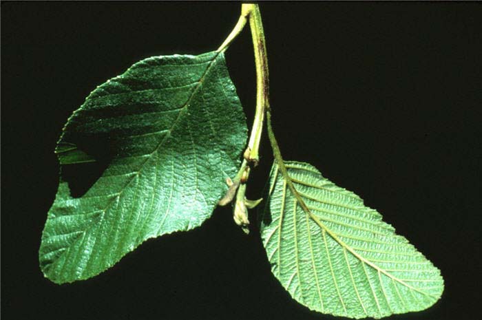 Plant photo of: Alnus rhombifolia