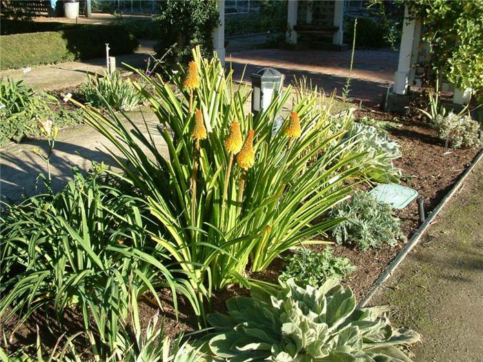 Plant photo of: Kniphofia hybrids