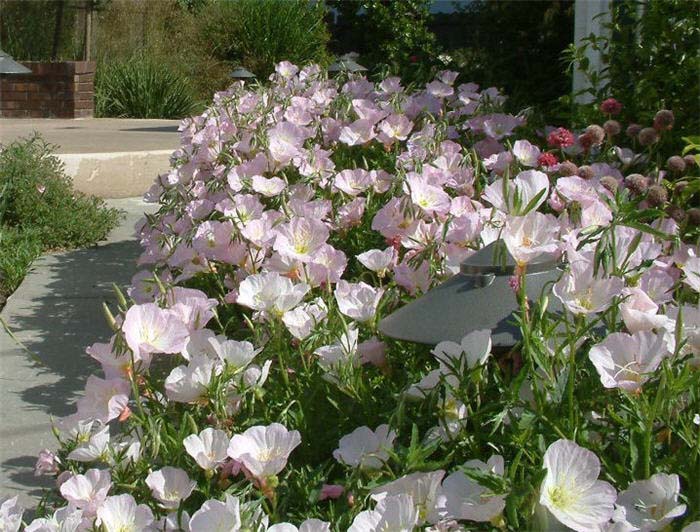 Plant photo of: Oenothera speciosa