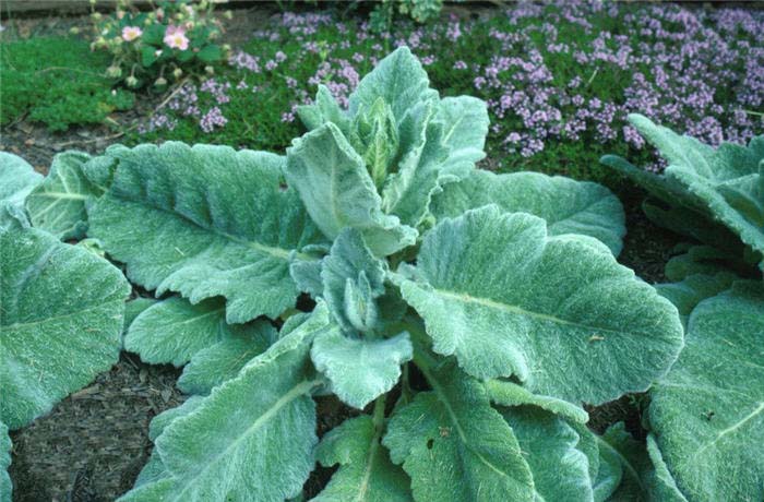 Plant photo of: Salvia argentea