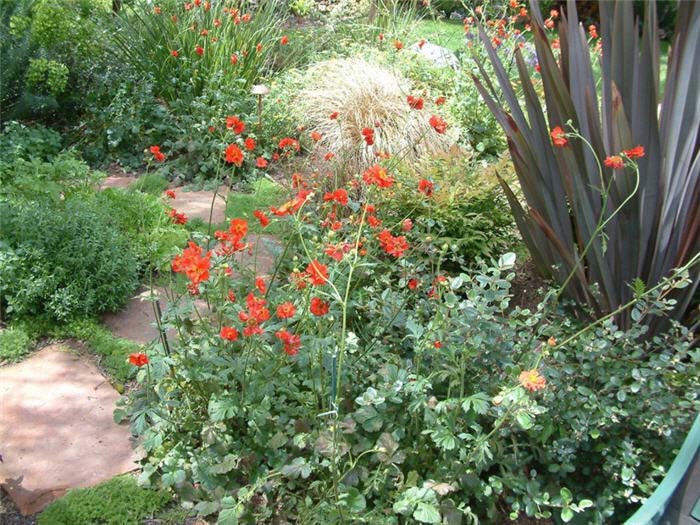 Geum chiloense 'Mrs. Bradshaw'